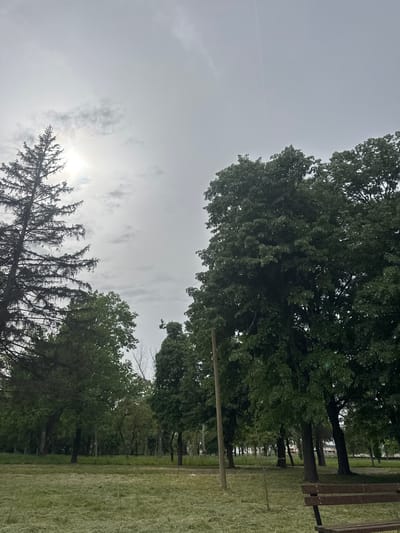 The image depicts a park setting under an overcast sky, seemingly in Lehchevo, Bulgaria. Visible are trees lining the right side of the frame and obscuring the horizon, with a bench partially visible. The ground is covered in mowed grass, indicating landscaping. In the bottom left corner, a coniferous tree is silhouetted against the cloudy sky, with the sun's position suggested by the brightness behind the clouds. No people or actions are directly visible.