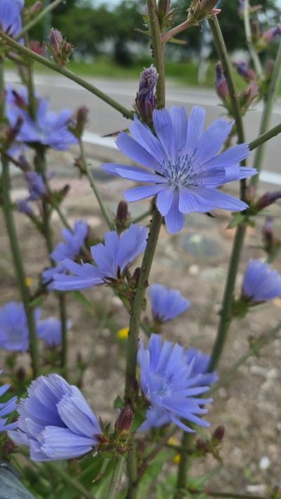 The image shows a close-up view of several bright blue chicory flowers in bloom. The flowers are the main subject, with their delicate petals and intricate centers clearly visible. They are growing on green stems, some of which have small buds or seed heads. The background is blurred, with hints of green foliage and a light-colored ground, possibly gravel or sand. There is a hint of a road and trees in the distant background, suggesting an outdoor setting, possibly in a rural or semi-rural area. The overall impression is one of natural beauty, with the vibrant blue of the flowers standing out against the muted background.