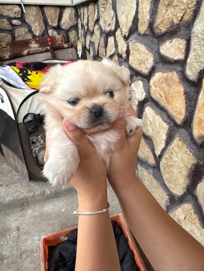 A light-furred puppy is held in two hands in what appears to be an outdoor environment. Behind the puppy is a wall constructed of tan-colored stones with dark-colored grout. Below the puppy is a bag with black and gray accents, as well as what looks like a rolled-up rug or fabric with floral designs and brown tones. The hands holding the puppy are tan-skinned, with the person wearing a silver bracelet on their wrist. To the right of the hands is a red or orange-colored container with dark fabric or material inside. The ground is visible near the container and appears to be a concrete or similar material. The location is Glojene, Bulgaria.