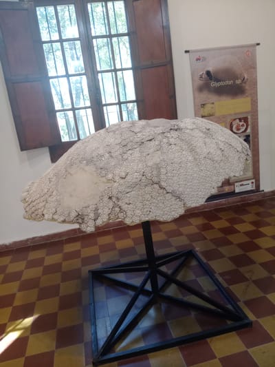 This media file captures an indoor exhibition scene, likely a museum or educational display, featuring a prominent paleontological artifact. The central subject is a large, light-colored, fossilized carapace, characteristic of a Glyptodon species, supported by an angular black metal stand. The shell's surface exhibits a complex, heavily textured pattern of numerous small, polygonal scutes (osteoderms), giving it a rugged, ancient appearance.
Behind the fossil, a light-colored wall serves as a backdrop. A banner is hung on this wall, clearly displaying the text "Glyptodon sp.", confirming the identity of the exhibited fossil. The banner also includes other images and unreadable smaller text, along with what appear to be institutional logos.
To the left, a large wooden-framed window with multiple panes provides natural illumination, revealing green trees and foliage outside, indicating it is daytime. The floor features a distinctive checkered pattern of reddish-brown and yellow-beige tiles. The black metal stand supporting the Glyptodon carapace is geometrically designed, casting shadows on the patterned floor.
The scene depicts a static display, highlighting an extinct megafauna from South America, consistent with the provided location context of Villa Carlos Paz, Argentina. No people are visible, and the atmosphere suggests a focus on scientific and historical presentation.