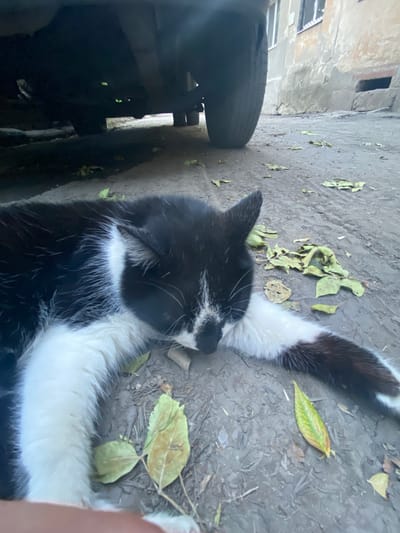 A black and white cat is lying on the ground under a vehicle. The cat is curled up, with its head resting on its paws. Fallen leaves are scattered around the cat and on the ground. The ground appears to be dirt or gravel. In the background, there is a building with cracked walls and windows, suggesting an urban environment in Antratsyt, Ukraine.