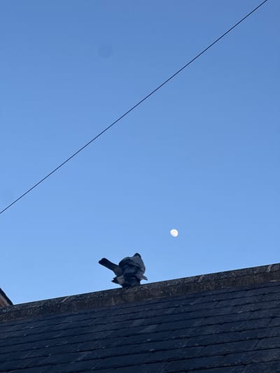 A low-angle shot shows a bright blue sky with a single overhead cable running diagonally from the top left towards the bottom right. A pale moon is visible in the upper right quadrant. To the right, a dark, textured structure, possibly a brick or stone building, rises into the frame. At the edge of the structure, a pigeon perches, appearing to look out into the open sky. The location is Easingwold, United Kingdom.
