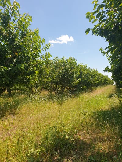 The image depicts a cherry orchard with rows of trees under a clear blue sky with a single fluffy white cloud. The trees are lush and green, with their leaves illuminated by sunlight. The ground between the rows of trees is covered in tall, dry grass and some small white wildflowers. A path or clearing runs through the grass, leading into the orchard. The scene suggests a warm, sunny day in a rural setting. This image was taken in Natalievca, Moldova.