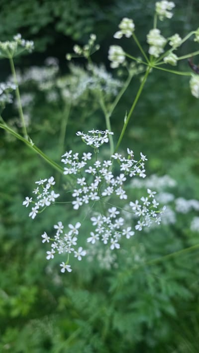 The image shows a close-up of a cluster of small white flowers with delicate petals. The flowers are on a green stem, with other similar flower clusters and green foliage visible in the background, which is softly blurred. The overall impression is of a natural, outdoor setting, likely a garden or wild area, given the prevalence of plant life. There is no discernible urban environment or specific landmark visible. The image is of flowers in nature, without any indication of a specific location in the city of Rassudovo, Russia.