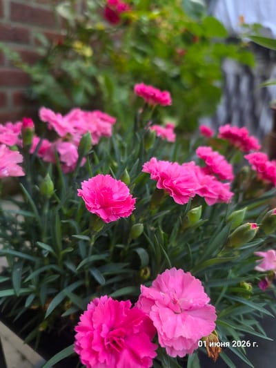 The image presents a close-up, angled view of vibrant pink dianthus (carnation) flowers in full bloom, interspersed with green foliage and several unopened flower buds. The flowers, with their characteristic frilly petals, dominate the right and center of the frame, showing various stages of development from tight buds to fully open blossoms. The leaves are slender and dark green.
The background is softly blurred, indicating a shallow depth of field. To the left, there is a mass of out-of-focus green plants, suggesting a lush garden or additional greenery. Hints of a reddish-brown brick structure or wall are visible in the lower-left background. The lighting appears to be natural daylight, illuminating the flowers clearly without harsh shadows.
A notable detail is the white text positioned vertically along the right edge of the image. The text, in Cyrillic, reads "01 ИЮНЯ 2026 Г.", which translates to "01 June 2026".
The scene depicts a flourishing floral display, likely situated in an outdoor setting such as a garden, balcony, or window box, consistent with a location like La Louvière, Belgium. No human subjects or specific activities are present; the focus is solely on the beauty and natural state of the blooming flowers.