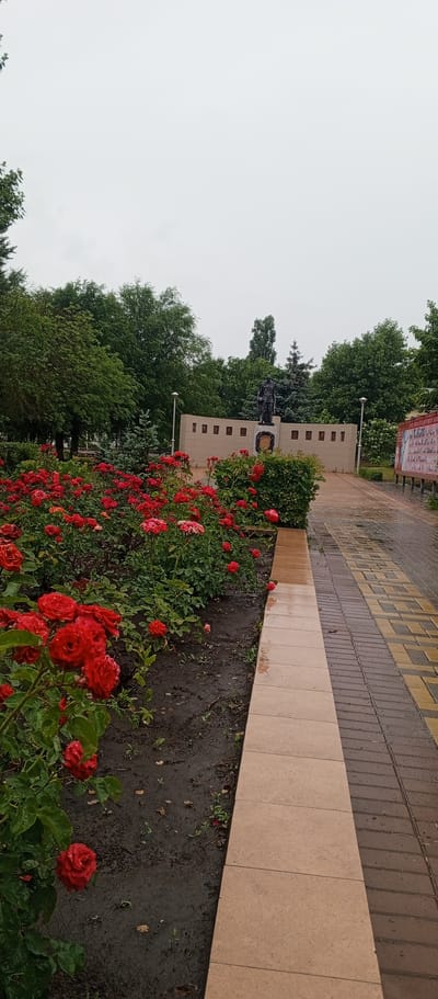 The image depicts a war memorial in the city of Zhirnovsk, Russia. In the foreground, a vibrant bed of red roses is in bloom. The roses appear wet, suggesting recent rain. To the right of the roses is a paved walkway with a distinctive pattern of yellow and brown interlocking bricks. The walkway is bordered by a low wall constructed of tan-colored rectangular tiles.

In the background, a monument stands with a statue of a man in military attire. The monument is backed by a light-colored wall with several square plaques arranged horizontally. Beyond the memorial, a dense line of various green trees forms a backdrop under an overcast sky. Two lampposts are visible flanking the memorial structure. To the far right, a large sign with red and white text is partially visible. The overall scene suggests a solemn and well-maintained public space, possibly a park or a public square.