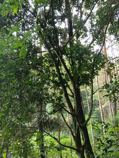 A dense forest scene is dominated by verdant trees and lush vegetation. Sunlight filters through the thick canopy, creating bright spots. A prominent tree with a dark trunk and winding branches covered in moss stands centrally. Numerous trees with tall, straight trunks fill the background. Ferns and various green plants grow densely near the forest floor.