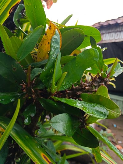 A close-up photograph taken in Inawi, Papua New Guinea, captures a thorny plant, likely *Euphorbia milii*, as the central subject. Numerous dark green, oval-shaped leaves, many bearing visible water droplets, populate the frame. A single yellow leaf with dark spots is situated near the top center. The plant's robust, dark brown stems are densely covered with sharp, pointed thorns. Portions of a variegated plant, characterized by green and yellow striped leaves, are visible in the lower-left foreground. The background is out of focus, revealing a building with a reddish-brown tiled roof in the upper right. Beneath the roof, a dark banner or sign displays partially visible white capital letters, resembling "INDONESIA". The scene is an outdoor environment; no individuals, actions, or interactions are present.