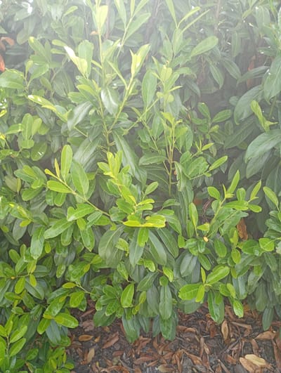 A close-up, high-angle shot showcases a dense, vibrant green hedge of laurel leaves. The leaves are mostly glossy and ovate, with some showing a lighter, brighter green hue, indicating new growth. The foliage creates a textured wall, with a slightly hazy or misty effect obscuring the background. At the base of the hedge, a scattering of dry, brown leaves and dark soil are visible, suggesting the hedge is outdoors. The lighting is diffused, with a bright, possibly hazy, light source from the upper left corner casting a soft glow over the scene. The image was taken in Nowa Wieś Szlachecka, Poland.