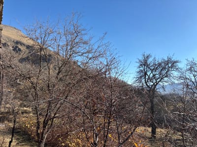 The scene is set in the city of Vaghatin, Armenia, presenting a mountainous landscape under a clear, bright sky. The upper portion of the image displays an unblemished deep blue sky. In the background, a large mountain slope, primarily on the left, is covered with dry, light brown vegetation. The foreground and midground are densely populated with numerous deciduous trees and shrubs, all appearing bare with intricate networks of dark, leafless branches, indicative of late autumn or winter. Patches of yellowish-brown and orange foliage are visible among the undergrowth on the ground. A small segment of a light-colored masonry structure is partially visible on the far left edge of the frame. Faint vertical structures, likely utility poles or communication towers, are discernible on the distant mountain. No individuals or animals are present within the scene. The natural lighting is bright and even.