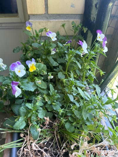 A close-up, high-angle shot captures a planter box filled with vibrant, blooming pansies. The flowers display a variety of colors, including purple, white, and yellow. Lush green foliage surrounds the blooms, with some dry, brown leaves and stems visible at the base of the planter, suggesting a mix of healthy and older growth. The planter is positioned outdoors, against a backdrop of a brick wall and a dark, possibly metal railing. The lighting suggests it is daytime. The image is devoid of any human presence or activity. The scene is likely a residential or public garden space. The image was taken in Leiden, Netherlands.