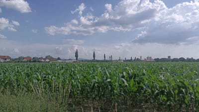 This is a wide-angle, eye-level shot of a vast cornfield under a partly cloudy sky. The corn stalks, lush and green, dominate the foreground and midground, creating a dense wall of foliage that stretches to the horizon. The lighting suggests it is daytime, likely late morning or early afternoon, with the sun casting subtle shadows.

In the distance, a line of houses and other buildings runs along the horizon, interspersed with trees and a few tall, slender trees that stand out against the sky. Some industrial structures, possibly silos or factory buildings, are visible further down the line. Power lines and pylons are also scattered across the landscape, indicating a populated area. The overall impression is one of a rural or semi-rural setting, likely agricultural land near a town or industrial zone in Sankt Pölten, Austria. The weather appears to be pleasant, with the clouds contributing to a dynamic sky but not threatening any rain. There is no visible text in the image. The scene evokes a sense of natural abundance and the everyday life of a community situated near farmland.