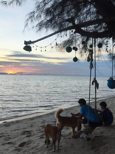 The image shows a serene sunset scene on a sandy beach in Baan Lipa Noi, Thailand. Two young boys are seated on the sand near a swing made from a log and ropes, suspended from a tree. One boy, wearing a blue t-shirt, is holding a mobile phone. Beside them, two dogs are standing on the sand. The sea stretches out to the horizon, with distant islands visible. The sky is filled with soft hues of pink, orange, and blue, indicating the sunset. The branches of a large tree with pine-like needles overhang the scene, adorned with various decorations, including what appear to be coconuts and possibly glass balls, and string lights. The overall atmosphere is peaceful and tranquil.