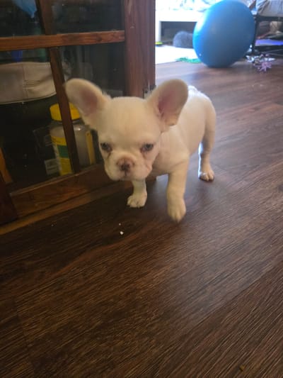 A white French bulldog puppy stands on a dark brown wooden floor. The puppy is facing the camera with its head tilted slightly to the left. It has large, erect ears, dark eyes, and a pink nose. Behind the puppy, to the left, is a wooden shelf unit with various items on it, including a white bag and a yellow-capped bottle. In the background, to the right, a large blue ball is visible. The scene appears to be indoors, possibly in a home. There is no information available to determine the specific location in Sarasota, United States.