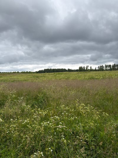 This is a vertical, outdoor, full-shot photograph of a grassy field under a cloudy sky. The image is dominated by a dense, tall grassy meadow that occupies the right two-thirds of the frame. The grass is a mix of green and dry, brown stalks, with numerous small white flowers scattered throughout, creating a textured, wild appearance. In the distance, a line of dark green trees forms a dense border along the horizon, separating the field from the sky. The left third of the image is filled with a dramatic, overcast sky. The clouds are heavy and grey, with streaks of lighter grey, suggesting a moodier, perhaps approaching storm. The composition creates a strong contrast between the muted, imposing sky and the vibrant, natural texture of the field. There is no visible text in the image. The scene appears to be a rural landscape in Vaskelovo, Russia, likely captured on an overcast day. The overall impression is one of natural, untamed beauty, with the weather contributing to a slightly somber or dramatic atmosphere.