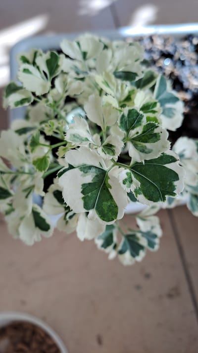 A close-up, overhead shot captures a variegated plant with green and white leaves. The plant is in a white pot, which is partially visible. The background is blurred, but appears to be a tiled surface, possibly a patio or floor. The lighting suggests an outdoor setting, possibly in the city of Lhokaweawe, Indonesia, with sunlight casting dappled shadows on the plant and its surroundings. No people are present in the image.