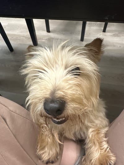 A tan-colored terrier-type dog is positioned upside down, its head tilted towards the camera, beside a person wearing tan-colored clothing. To the left is a portion of a black chair. The floor is light-colored wood. The precise location in the city of Sloboda Staraya, Russia, is not determinable from this image.