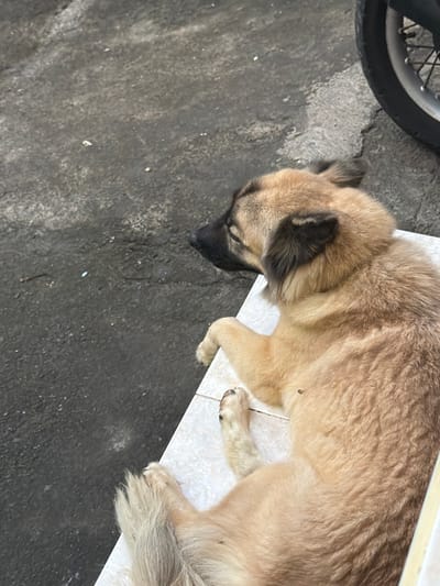 A light-brown mixed-breed dog is observed lying on its left side on a light-colored tiled surface. The dog's head is turned to the left, with its eyes appearing closed or squinted. Darker fur is present on its muzzle and ears. A small, dark, oblong object adheres to the dog's mid-body. The tiled surface features light-colored square tiles with visible grout lines. To the left of the tiled area is a dark grey, uneven concrete or asphalt ground. A portion of a black motorcycle tire and a silver-colored spoked wheel rim are partially visible in the upper right quadrant. The scene is illuminated by natural light in Benoa, Indonesia.