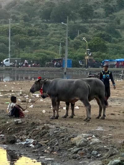 The image, taken in the city of Upt Tambak Sari, Indonesia, depicts a traditional bull race. Two gray bulls are in the foreground, harnessed together with red ornamentation around their necks. A man wearing a blue and yellow jacket and dark pants is urging the bulls forward. Another person, kneeling near the lead bull, appears to be involved in controlling or directing the animals. The ground is covered with trash, including plastic bottles and wrappers. In the background, there is a crowd of spectators alongside parked vehicles, with trees visible in the distance. Utility poles with electrical wires are visible on the left side of the frame. To the right, a rocky terrain borders a body of water.