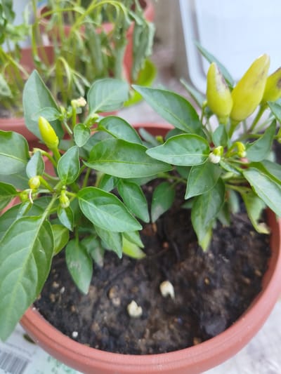 The image shows a close-up view of a potted chili pepper plant. The plant has green leaves and several small, unripe yellow chili peppers. Some of the peppers have faint purple markings. The plant is in a brown plastic pot filled with dark soil. The background is out of focus, showing hints of other plants and a white object. The scene is likely outdoors, possibly in a garden or balcony. The image does not provide any information that can be used to determine its location in the city of Lomets, Bulgaria, or any specific context related to that location.