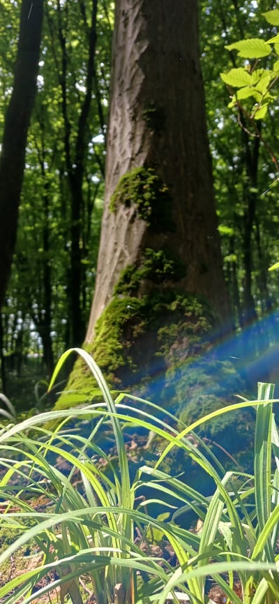 The image depicts a close-up view of a moss-covered tree trunk in a forest setting. The trunk is angled diagonally, with a textured, rough bark surface. Patches of vibrant green moss cling to the trunk, particularly towards the right side of the frame. In the background, out-of-focus green foliage suggests a dense woodland. To the right of the trunk, blades of tall, green grass are prominently featured, curving into the foreground. Sunlight filters through the leaves, creating a dappled effect. A faint rainbow-like glare, possibly due to lens flare, arcs across the middle section of the image, interacting with the mossy bark and the background greenery. The overall impression is one of a serene, natural environment, likely captured during daytime with sunny weather. There is no visible text in the image. The location context is Lisovi Hrynivtsi, Ukraine.