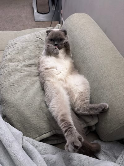 A light grey and cream colored cat is sprawled on a light grey sofa with a fluffy grey blanket draped over the left side of the sofa. The cat is on its back with its paws in the air and is licking its paw. The cat has a pink tongue sticking out. The sofa has a rounded armrest on the right side of the image. The background is out of focus and appears to be a room with carpeting and a piece of furniture. The location is the city of Ephrata, United States of America.