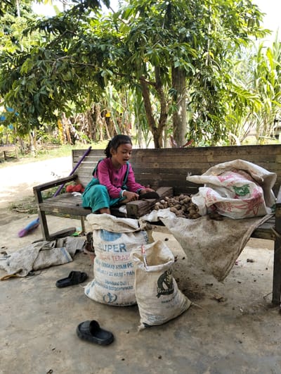A young girl with dark hair, wearing a pink top and a teal skirt, sits on a wooden bench under a tree. She is actively engaged in sorting through a pile of small, brown root vegetables, using a small tool. Beside her on the bench are two large sacks, one with red and green lettering and the other with blue lettering reading "SUPER" and "PELENGKAP AYAM". Scattered around the bench are several more sacks, a purple pole, a blue broom, and a pair of black sandals on the concrete ground. The environment suggests a rural or semi-rural setting, with lush green trees and vegetation in the background, indicative of a location in Aluedua, Indonesia. The ground is a mix of concrete and dirt.