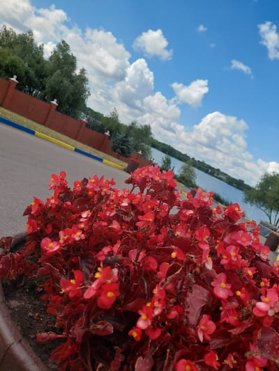 In Kovalivka, Ukraine, a close-up shot captures a planter overflowing with vibrant red begonia flowers in the foreground. Behind the flowers, a paved surface, possibly a road or pathway, is visible, bordered by a yellow and blue line. Further back, a low, reddish-brown brick wall with white decorative pillars runs horizontally across the image. Beyond the wall, a body of water, likely a lake or river, stretches into the distance, bordered by a treeline under a bright blue sky dotted with fluffy white clouds. The overall scene is outdoors, suggesting a park or public space on a sunny day. There are no people or animals present in the frame.