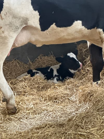 A newborn black and white calf lies on a bed of hay in a barn. The calf is positioned on its side, with its head turned to the left. Its eyes are closed, and its mouth is slightly open, revealing a pink tongue. The calf's body is mostly covered by a large adult cow, only its head and a portion of its torso are visible. The adult cow's legs are also visible, partially obscuring the calf and the hay. The barn appears to be dimly lit, with sunlight filtering in from an unseen source, casting shadows on the hay and the animals. The overall impression is one of a peaceful, natural scene of a mother and her newborn in a rural setting. The location is a barn in Wilhelminaoord, Netherlands.