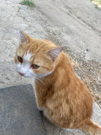 An overhead medium shot shows an orange and white domestic cat sitting on a grey textured surface, possibly a step or curb. The cat is looking down and to its left, with its head tilted slightly. The cat's fur is short and appears well-groomed, with prominent orange tabby markings and white patches on its chest and face. Its eyes are a light green or yellow. The background consists of a rough, greyish-brown concrete surface with scattered dry grass and small stones, indicative of an outdoor, possibly urban or semi-urban environment. The lighting suggests it is daytime, with some shadows present. The location is identified as Mamontovo, Russia.