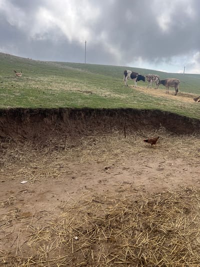 The image depicts a rural or farm scene under an overcast sky. The shot is composed horizontally, with a clear division between a foreground area of dry earth and straw, and a background of lush green pasture.
In the immediate foreground, a path or section of dry, light brown soil is covered sparsely with scattered dry straw or hay. A brown chicken, facing towards the left, is visible on this dry ground near the center of the frame, with its head lowered as if pecking for food.
A distinct, slightly raised bank or ridge separates this dry foreground from a vibrant green grassy field that occupies the mid-ground and extends towards the horizon. In this green pasture, several cows are visible. Closest to the bank on the right side of the frame is a black and white cow. Further back and slightly to its left is a cow with mottled brown and white markings. Behind these, towards the center-right, another mostly brown cow is standing or grazing. In the far distance on the green field, a small, indistinct animal (possibly another cow or a sheep) can be seen.
In the background, against a vast expanse of cloudy, light grey sky, two tall, slender utility poles with power lines are visible, stretching vertically into the frame. The sky is largely covered with clouds, indicating an overcast day. The overall impression is one of a working farm or agricultural land.