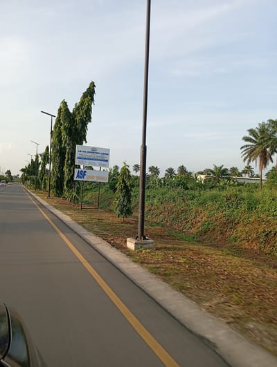 The image captures a roadside scene in Omagwa, Nigeria, likely from a moving vehicle. A paved asphalt road with a solid yellow dividing line extends into the distance on the left. A concrete curb separates the road from the grassy shoulder.
On the right side of the road, a dense row of tall, slender, evergreen trees (possibly Indian mast trees) lines the path, creating a green barrier. Beyond these trees, there's a thick expanse of natural vegetation and shrubs, with numerous palm trees visible further back. Some buildings can be faintly seen amidst the palm trees in the background. Modern streetlights with dark poles are regularly spaced along the road, one of which stands prominently in the foreground.
Two white billboards are positioned on the right side of the road, in front of the line of trees. The upper billboard reads "AIR SEA FREIGHTERS LIMITED" followed by smaller text detailing services such as "clearing, shipping, freight forwarding, customs agents, logistics, warehousing, storage, consulting, etc." and "Specialist Bonded Warehouse Operators." The lower billboard, which is larger, displays "ASF BONDED TERMINALS."
In the far distance on the road, a white van or bus and another car are visible, indicating traffic. The sky is clear and light blue with a few wispy clouds, suggesting good weather, possibly late morning or early afternoon given the soft light. The bottom left corner shows a partial view of the car from which the photo was taken. The overall scene depicts a well-maintained road passing through a verdant, semi-urban or rural landscape.