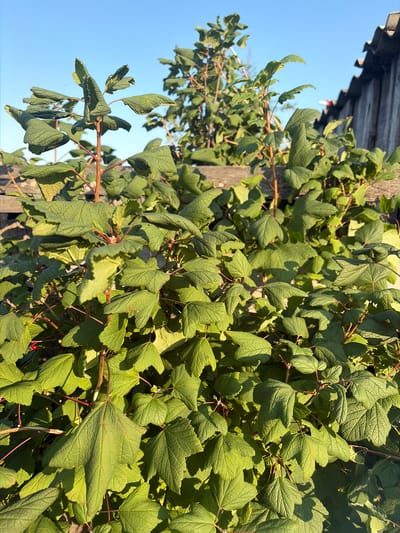 This is a close-up, eye-level shot of a leafy green shrub with reddish stems, bathed in sunlight. The leaves are broad and deeply veined, with some appearing slightly curled or wrinkled. In the background, a weathered wooden fence with a corrugated roof can be seen, suggesting an outdoor setting, possibly a backyard or garden. The sky is a clear, bright blue. There are no people or animals visible in the image. The scene appears to be an undisturbed natural element within a developed area. The location in the city of Мяндиги, Russia is not visually discernible from the image itself.