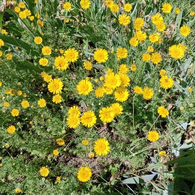 The image shows a close-up, overhead view of a dense patch of bright yellow wildflowers, likely in Sosnovy Solonets, Russia. The flowers are small with numerous delicate petals and dark centers. They are interspersed with feathery green foliage and some dried brown plant matter. Sunlight casts shadows, highlighting the textures of the petals and leaves. No people are visible.