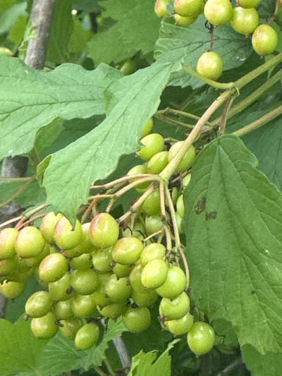 This media file is a close-up, eye-level shot of a cluster of unripe, green berries growing on a plant with large, green leaves and thin, reddish-brown stems. The berries are round to oval in shape and vary slightly in size, with some showing a blush of red at the top. They are clustered together in groups along the stems. The leaves are broad with serrated edges and prominent veins. The scene appears to be outdoors, likely in a natural setting given the focus on the plant and its berries. The lighting suggests it could be daytime, possibly overcast or in shade, as there are no harsh shadows. The image does not contain any people, text, or specific location cues that would indicate a particular event or emotion. The overall impression is one of a botanical detail, highlighting the growth of the berries before they ripen.
