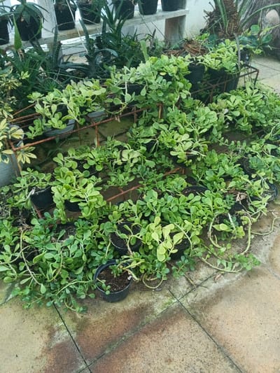 The image depicts an outdoor plant area, located in Munyati, Zimbabwe, filled with numerous small, light-green succulent plants with rounded leaves. These plants are primarily contained within black plastic pots, many of which are positioned on and spilling over a rusty, dark-orange metal grid structure, possibly a plant stand or shelving unit. Numerous pots and trailing plant stems extend beyond the metal structure, spreading directly across the surrounding paved ground. The ground consists of light-brown and grey-toned rectangular paving stones, exhibiting areas of moisture and discoloration. In the background, taller, spiky green plants, consistent with aloe or similar succulents, are visible in black pots on elevated white or light-colored shelves. No human figures or active interactions are present in the scene.