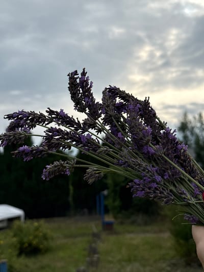 The media file features a close-up, vertically oriented shot of a bunch of lavender flowers being held by a hand, partially visible at the top right. The lavender is a deep purple with green stems. The background is a soft, out-of-focus blur of green foliage and a cloudy sky, suggesting an outdoor setting. The sky appears overcast with diffused light, indicating it's likely late afternoon or early evening. The overall mood is serene and natural. No text is visible in the image. The scene evokes a sense of harvest or appreciation for nature.