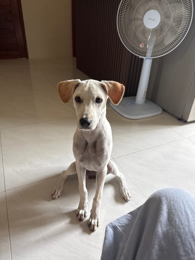 The media file shows a white dog lying on a tiled floor. The dog is facing the camera, with its head tilted slightly to the left. Its ears are perked up, and its eyes are dark and expressive. The dog's body is mostly white, with some patches of brown on its ears and a hint of tan on its back. It appears to be a medium-sized dog, possibly a mix breed.
In the background, a white oscillating fan is visible, suggesting a warm environment where a fan is necessary for comfort. The floor is made of large, light-colored tiles, and the walls appear to be painted in a neutral tone. A portion of what looks like a person's light blue clothing is also visible in the upper right corner of the frame, indicating a domestic setting. There are hints of wooden furniture or paneling in the background, adding to the home-like atmosphere. The lighting suggests it is daytime, possibly indoors. The dog's relaxed posture and direct gaze towards the camera suggest a comfortable and curious disposition. The scene appears to be in Baan Nok Sai, Thailand. The word "SHARP" is visible on the fan.