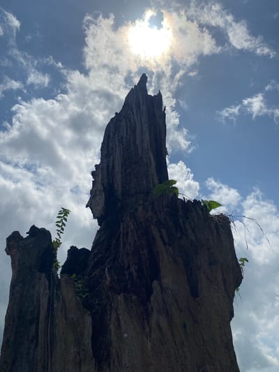 The image shows a fragmented tree trunk silhouetted against a bright, cloudy sky with the sun visible through the clouds. The tree trunk appears weathered and possibly dead, with some small green plants growing from its surface. The scene is shot from a low angle, looking upwards towards the sky. The location is not discernible as Amaigbo, Nigeria from the provided image content.
