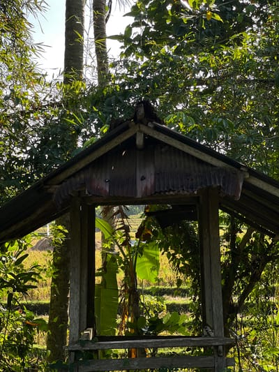 An aged, weathered wooden structure with a corrugated metal roof stands amidst lush green foliage. Sunlight filters through the leaves, casting dappled shadows. Through the open front of the structure, a sunlit field of rice paddies can be seen, characteristic of the rural landscape in Kerambitan, Indonesia. The scene conveys a sense of rustic tranquility and the natural beauty of the Indonesian countryside.