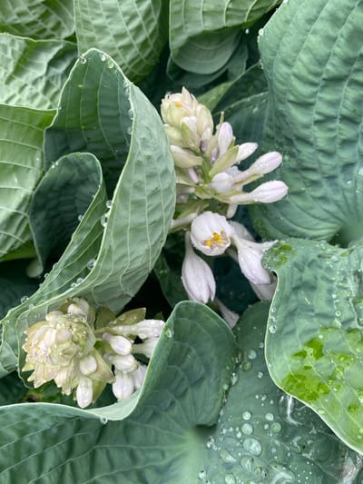 This image depicts a close-up view of hosta flowers and leaves, glistening with water droplets, suggesting recent rain. The hosta plant's large, deep green leaves with prominent venation form a lush backdrop. The flowers, in various stages of bloom, are pale white with hints of lavender and yellow stamens. The scene is likely from a garden in Pointe-Claire, Canada, given the context. The focus is on the natural beauty of the plant after precipitation, highlighting the texture and reflectivity of the leaves and petals. No people or animals are visible in the frame.