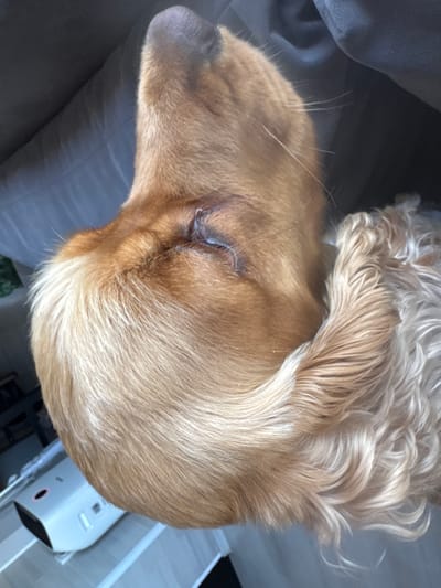 The image is a close-up, overhead shot of a golden-colored dog's head and ear, resting on a dark gray, textured surface, likely a sofa or cushion. The dog's head is tilted downwards and to the right. Its nose, partially visible, is dark and wet. The fur around the head is a mix of golden and lighter blonde tones, with some areas appearing slightly matted or damp near the eye. A small section of the dog's ear, with wavy, lighter blonde fur, is curled around its head. The background is dominated by the dark gray surface, with a sliver of a lighter gray object, possibly a white electronic device, visible in the lower left corner. There is no indication of the city of Dibich, Bulgaria, or any elements that could place the scene within that location. The lighting is soft, suggesting an indoor environment.