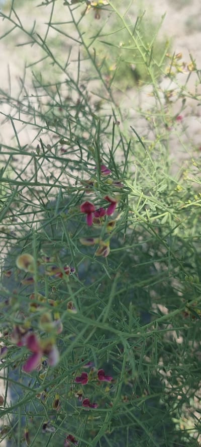 A vertical, close-up, medium-shot photograph captures the intricate detail of a thorny green shrub with small, delicate pink and yellow flowers. The shrub's branches are densely interwoven, creating a complex, almost spiky texture. Tiny buds and seed pods are also visible amidst the foliage. The background is a soft, out-of-focus blur of light brown and green, suggesting a dry, outdoor environment. The lighting is natural and diffused, with no harsh shadows. The image was taken in Dekhodzhy, Uzbekistan.
