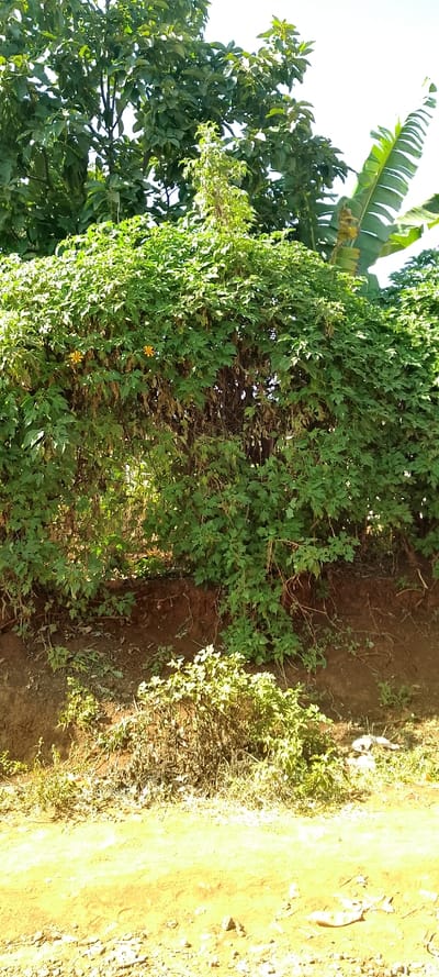 Lush greenery dominates the scene. A thick, leafy bush with scattered yellow flowers spills over a small dirt bank. Above, taller trees and a banana plant extend skyward. The ground is a mix of dirt and light-colored patches, possibly gravel or sandy soil. The scene is bathed in sunlight, creating bright highlights and shadows.