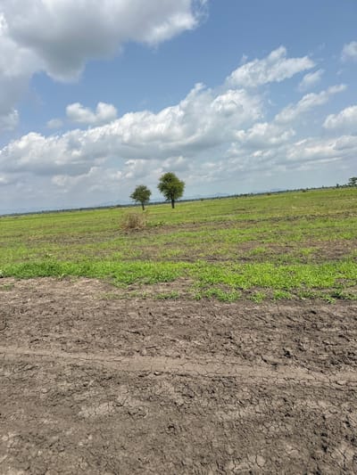 This media file captures a rural landscape in Lau, Nigeria, characterized by a split view between a cloudy sky and agricultural fields. The image is oriented vertically, presenting a dramatic juxtaposition of elements.

On the left side, a vast expanse of blue sky is filled with a mix of fluffy white cumulus clouds and darker, more diffused grey clouds, suggesting a dynamic weather system. The clouds are dense and textured, hinting at potential rain or a recent shower.

The right side of the image depicts a cultivated field. The foreground is dominated by dry, cracked earth, indicative of arid conditions or recent drought. This dry patch transitions into a strip of vibrant green grass, suggesting areas of more fertile soil or recent growth. Beyond this, a larger section of the field appears to be under cultivation, with rows of green crops stretching towards the horizon. Two lone trees stand as prominent features in the mid-ground of the field, their green foliage contrasting with the earthy tones of the land. In the far distance, faint outlines of mountains or hills are visible, shrouded in a hazy atmosphere.

The overall impression is one of natural beauty and the agricultural cycle. The contrast between the dry earth and the lush green fields, combined with the dramatic sky, creates a visually striking scene. The time of day appears to be daytime, possibly late morning or early afternoon, given the brightness of the sky. There is no visible text within the image.