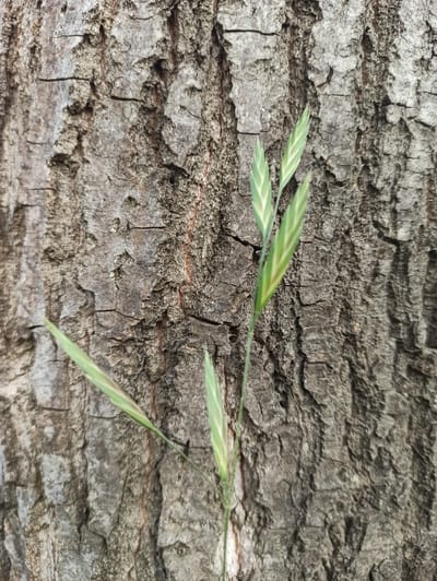 A close-up, eye-level, outdoor shot captures a segment of rough, textured tree bark as the background. The bark is predominantly grey and brown with deep crevices and an uneven surface. In the foreground, a sprig of green grass with multiple blades is positioned slightly off-center to the left, with its stem extending vertically upwards. The grass blades are slender and pointed, with lighter green striping running lengthwise. The lighting suggests a natural daylight setting. There are no people, animals, or other objects visible in the frame. The image provides no specific landmarks or context to determine its precise location within Midrand, South Africa.
