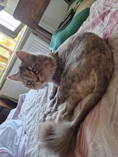 A grey tabby cat with green eyes lies on a bed with a pink and white striped comforter. The cat is looking at the camera with its head tilted. The background includes a window with sunlight streaming through, a radiator, and a green blanket. The scene appears to be indoors, likely in a home.