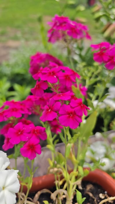 A close-up, vertical, outdoor shot focuses on several clusters of bright magenta phlox flowers. The flowers are in various stages of bloom, with some fully open and others still forming buds. The petals are star-shaped, with five distinct lobes and a darker pink center. Green foliage serves as a backdrop for the vibrant flowers. In the foreground, a portion of a brown planter pot is visible, containing dark soil and some withered brown plant stems, suggesting the flowers are part of a garden arrangement. A hint of a white flower is also visible to the left, partially out of focus. The background is blurred green, indicating a garden setting, possibly in the city of Krupskoy, Russia. No people or animals are present in the image.