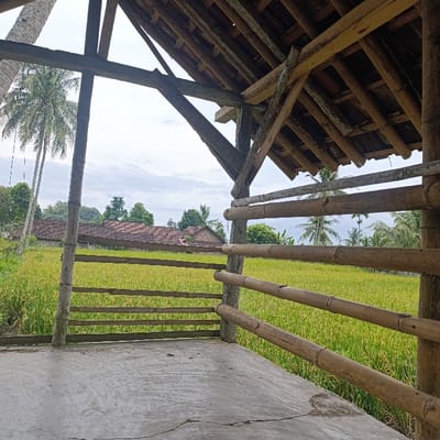 The image shows a wooden structure with a bamboo fence extending outwards. The structure is located in Kalisat, Indonesia at coordinates -8.104, 113.798. The image shows a view from inside the structure, looking out towards a field of yellow grass. The roof of the structure is wooden beams covered in bamboo and other vegetation. There are no people in the image. Behind the grass field, there is a row of buildings with a tiled roof. Trees can be seen beyond the buildings. There is a palm tree to the left of the image, barely visible. The ground inside the structure is made of concrete.