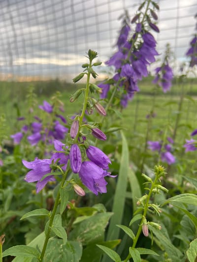 The media file is a close-up, vertical, shot of a flowering plant with bell-shaped purple flowers. The flowers are clustered on thin green stems, with some buds still closed. The plant is in focus in the foreground, with a blurred background of more of the same flowers and green foliage. To the left of the flowers, a translucent, white grid-like structure is visible, likely a greenhouse or netting. The overall impression is one of a lush, garden setting. The lighting suggests it is daytime, and the dew drops on the flowers indicate recent rain or morning dew, suggesting a cool or humid environment. No people, text, or specific events are visible. The location context provided is Pivkino, Russia.
